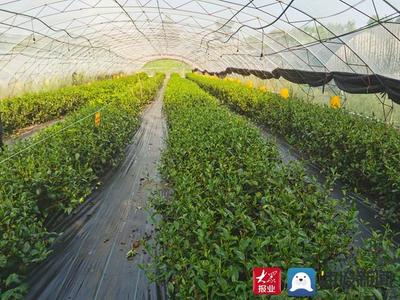 白露飄香引新篇——費縣春曦茶業(yè)以生物有機肥研發(fā)驅(qū)動白茶技術(shù)創(chuàng)新